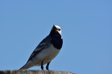 White Wagtail  ( Motacilla alba )