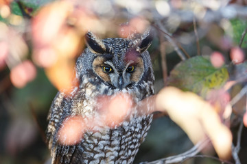 long eared owl