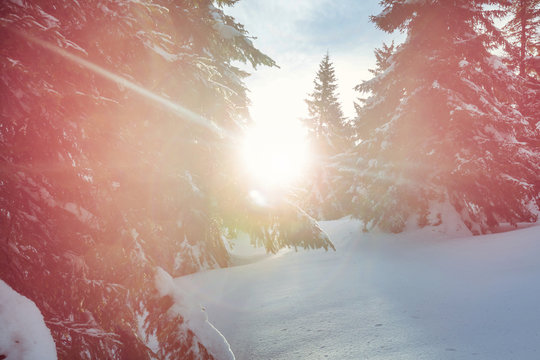 Fototapeta Winter forest