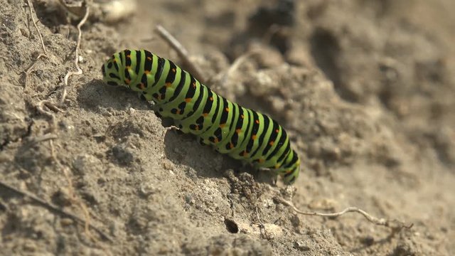 Insect 4k close-up. Papilio polyxenes asterius, Eastern black swallowtail - caterpillar.  Stoll Macro