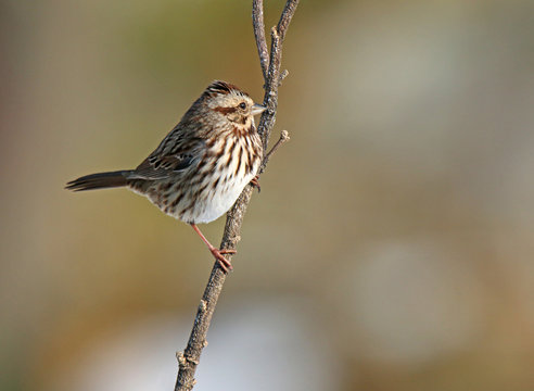 Song Sparrow Perched on Branch