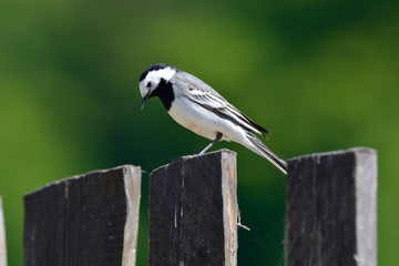 White Wagtail  ( Motacilla alba )