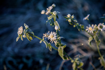 Wildflowers in hoarfrost