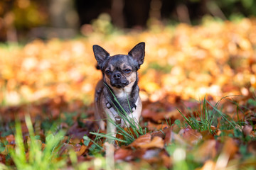 Fototapeta premium Chihuahua beim Gassi gehen im Herbst