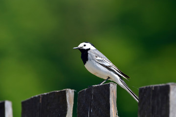 White Wagtail  ( Motacilla alba )