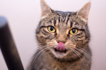 Cat licking his nose with a tongue