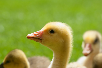 Cute little domestic gosling in green grass