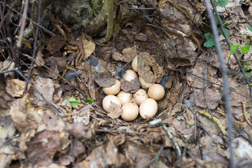  Eggs Bonasa bonasia  in the nest