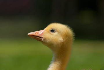 Cute little domestic gosling in green grass