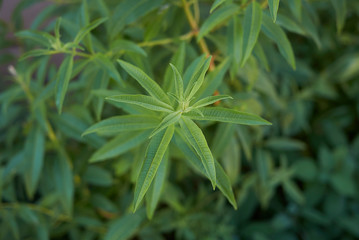 Aloysia citrodora