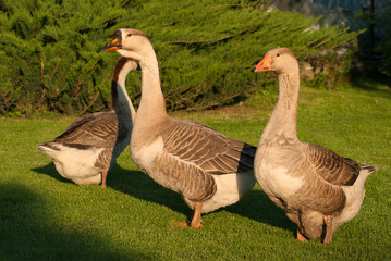 Domestic geese on a walk through the meadow