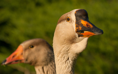Portrait of grey colored greylag goose, Anser anser, with orange beak, detail of head, black eye, feathers, blurry background, another goose behind