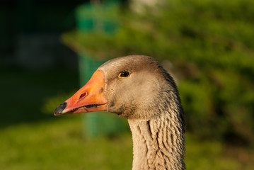 Portrait of grey colored greylag goose, Anser anser, with orange beak, detail of head, black eye, feathers, blurry background, another goose behind