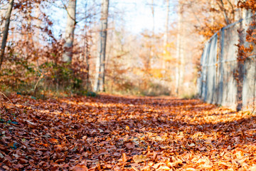 Herbstlicher Weg