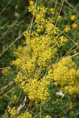 Beautiful bloom of yellow flowers