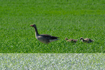 wild goose with chicks