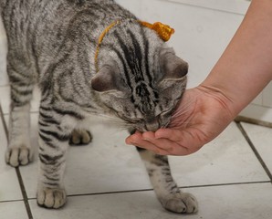 nero uomo mangiare nero donna micio