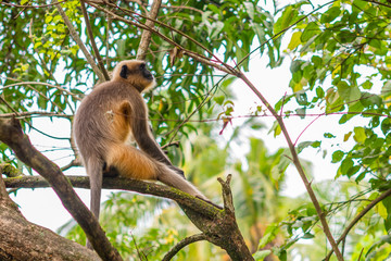 Fototapeta premium Gray or Hanuman langur (Presbytis entellus) in India