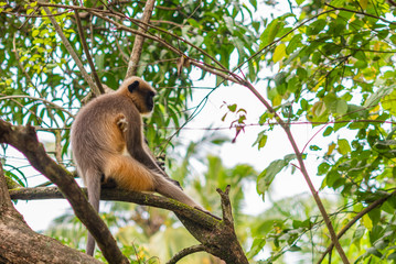 Gray or Hanuman langur (Presbytis entellus) in India