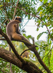Gray or Hanuman langur (Presbytis entellus) in India