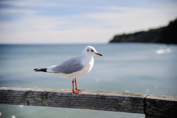 Europa, Deutschland, Mecklenburg-Vorpommern, Landkreis Vorpommern-Rügen, Göhren, Möwe auf der Seebrücke