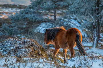 Wild horse in winter