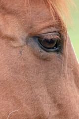 The Front Of A Horses Face