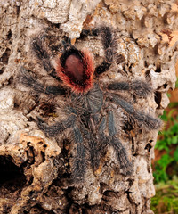 Baumvogelspinne (Avicularia sp.amazonica Manaus) - tarantula
