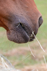 The Front Of A Horses Mouth