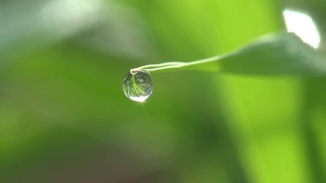 Fantastic raindrops dew sparkling in the sun on the leaves of green grass, garden, field, meadow. Green background