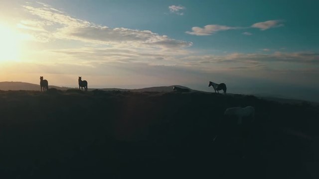 Sunset in the mountain with horses