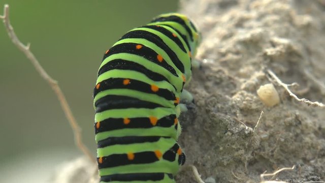 Insect 4k close-up. Papilio polyxenes asterius, Eastern black swallowtail - caterpillar.  Stoll Macro