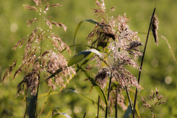 hay closeup