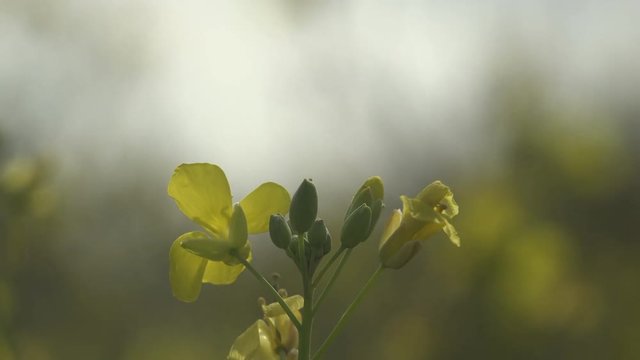 bee flew up with yellow wildflowers swaying in the wind against a blurred sky in the fog