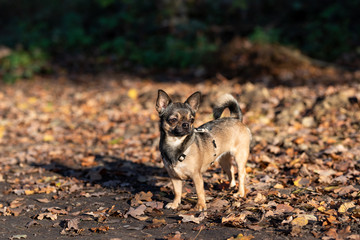 Chihuahua beim Gassi gehen im Herbst