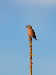 Crociere (Loxia curvirostra),maschio,sfondo cielo