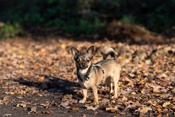 Chihuahua beim Gassi gehen im Herbst