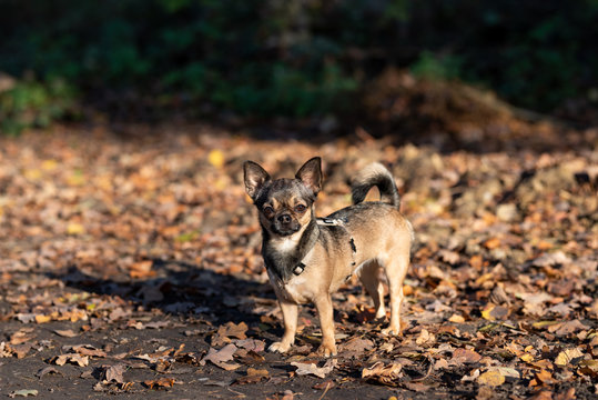 Chihuahua beim Gassi gehen im Herbst