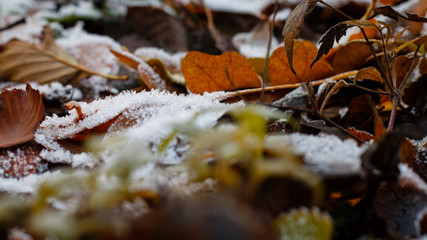 Blätter mit Frost