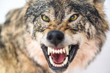 Nahaufnahmeporträt eines Wolfs