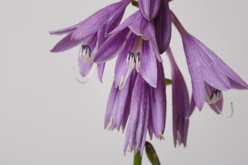 Hosta inflorescence of gently violet color isolated on gray background.