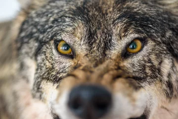Photo sur Plexiglas Loup gros plan portrait d& 39 un loup