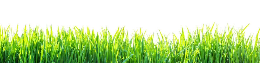grass isolated on white background