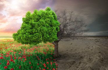 ecological concept with tree and climate changing landscape