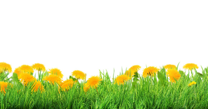 grass and flowers background