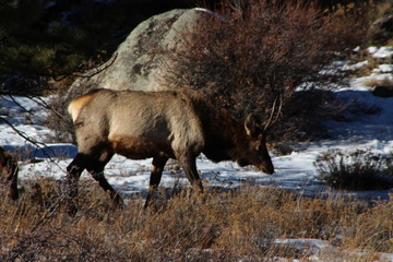 Naklejka na ściany i meble bull elk in yellowstone national park