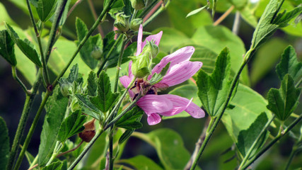 Obraz premium purple flower in the garden