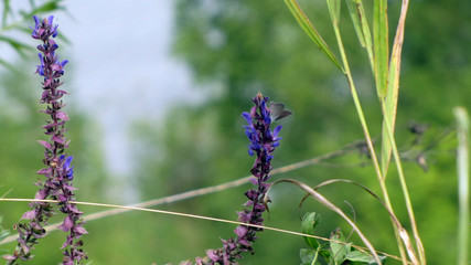 butterfly on flower