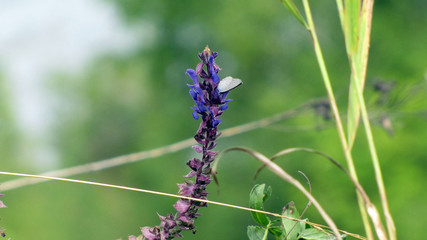 blue butterfly on flower