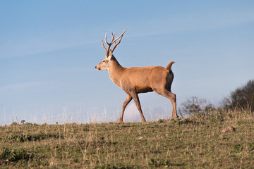 Hirsch auf Weide vor blauen himmel